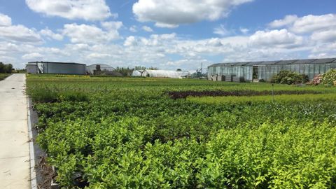 Les producteurs horticoles européens qui exportent leurs plantes au Royaume-Uni doivent intégrer de nouvelles contraintes liées au Brexit, augmentant les coûts. ©L. Hespel